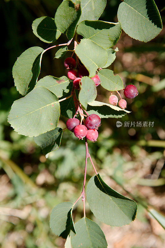 萨斯卡通浆果(Amelanchier alnifolia)的一个分支上的果实。